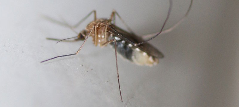 Estudio piloto de la validación en campo de una nueva mezcla antigénica para el diagnóstico de la tuberculosis bovina.