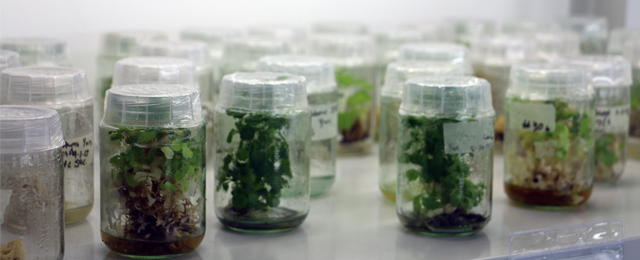 Micropropagación de Especies Vegetales